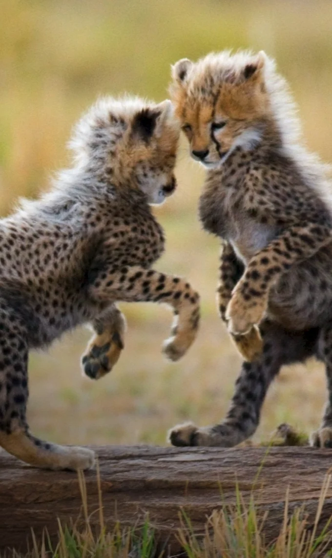 Two cheetah cubs play fighting on a fallen log, Tanzania