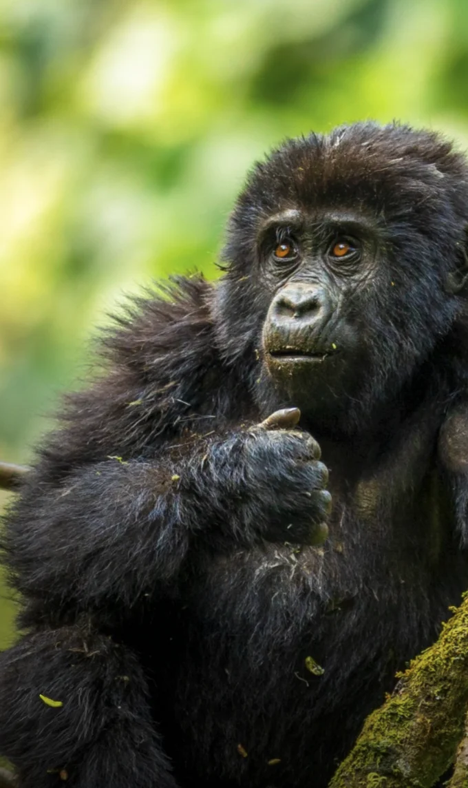 Young mountain gorilla resting in the forest, Uganda