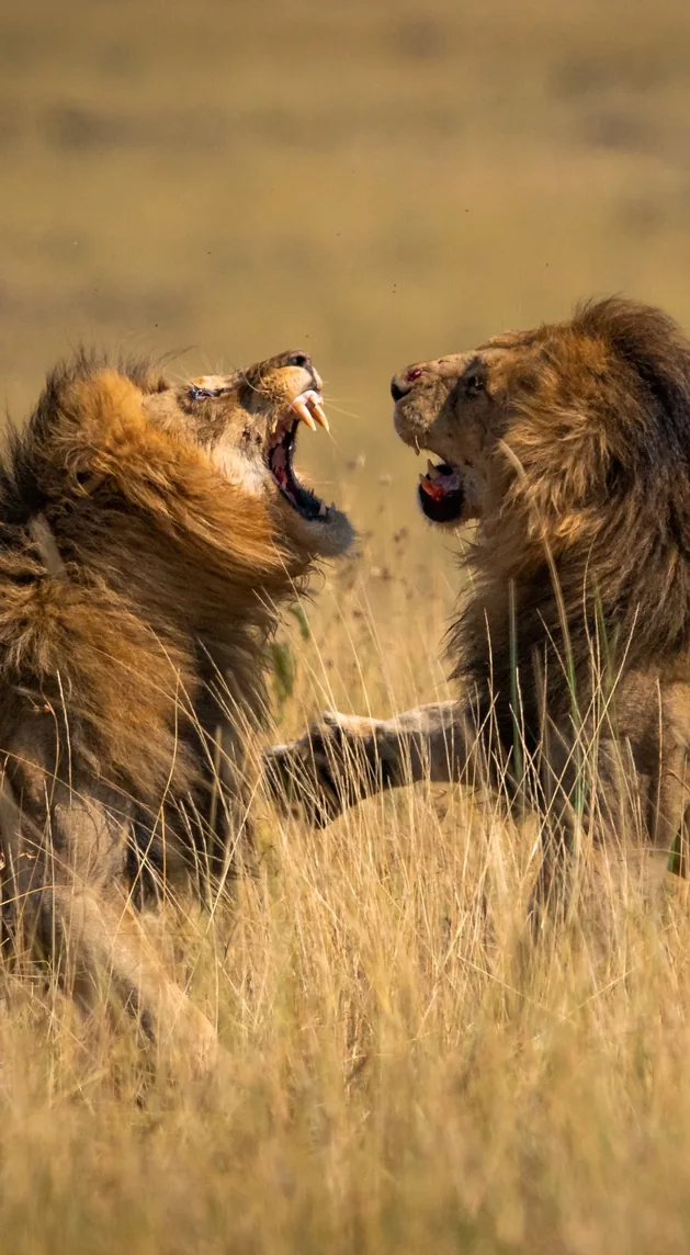 Two male lions facing each other in long golden grass, Botswana