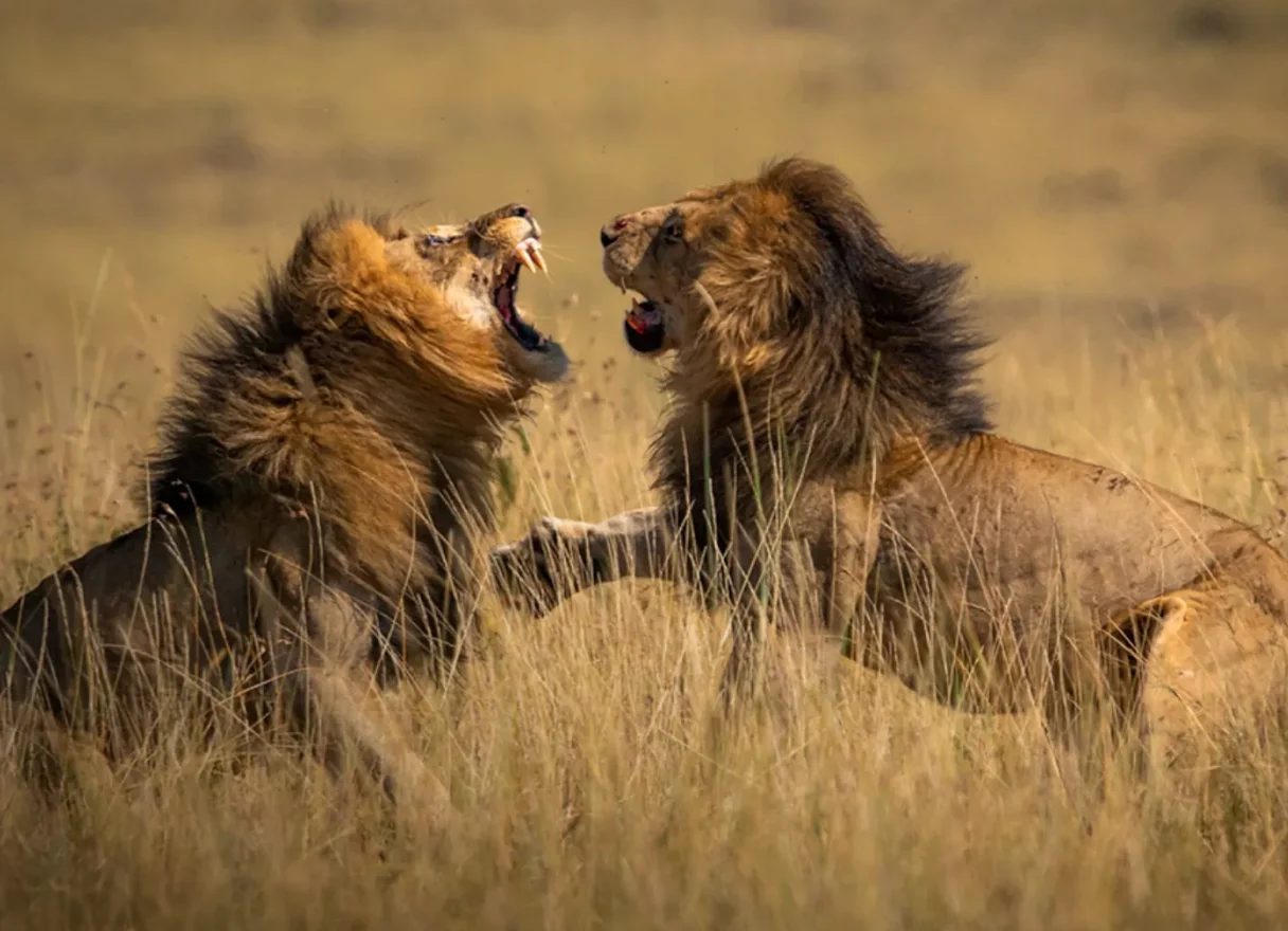 Two male lions facing each other in long golden grass, Botswana