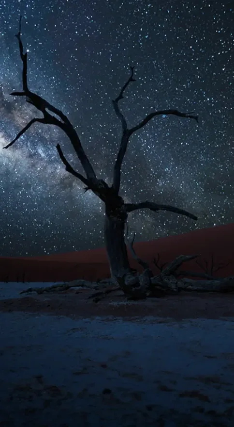 Dead camelthorn tree beneath the Milky Way with red dunes beyond, Namibia