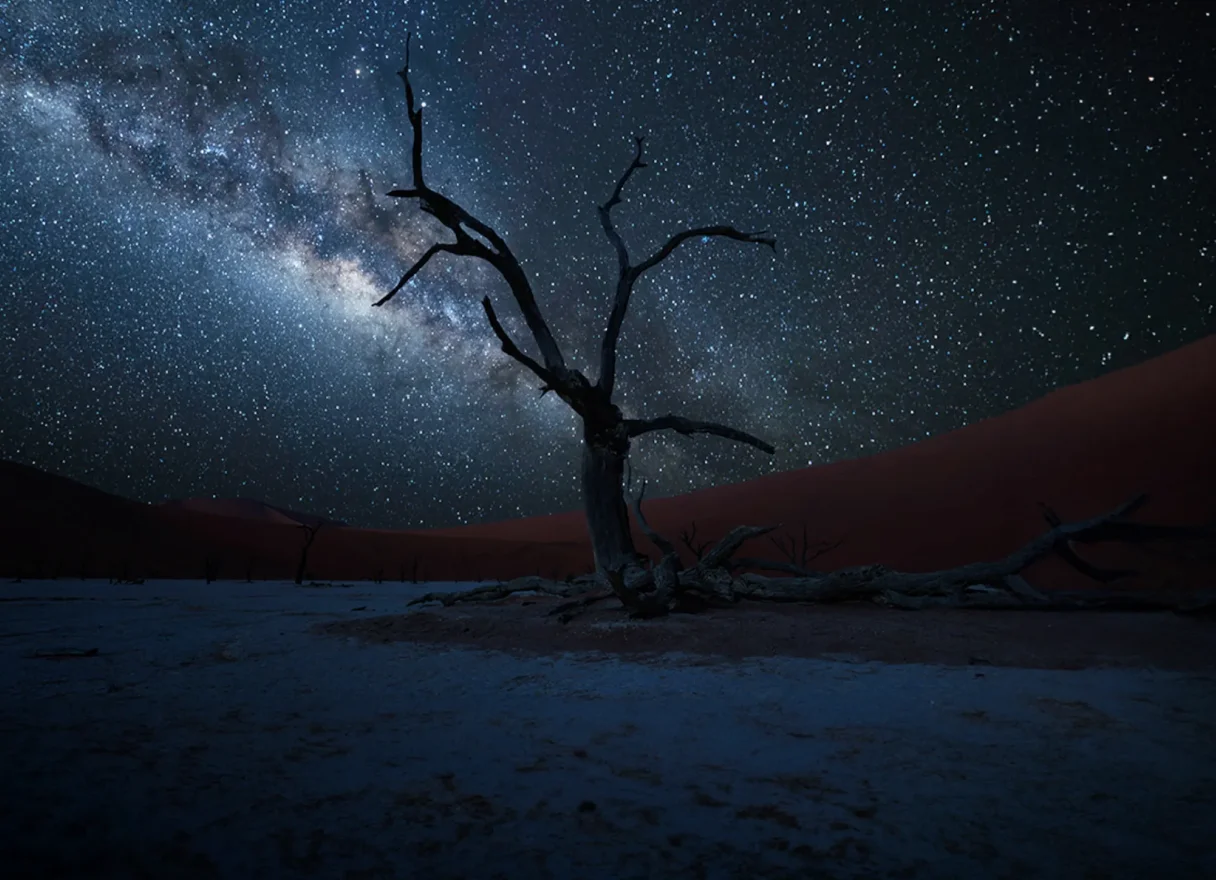Dead camelthorn tree beneath the Milky Way with red dunes beyond, Namibia