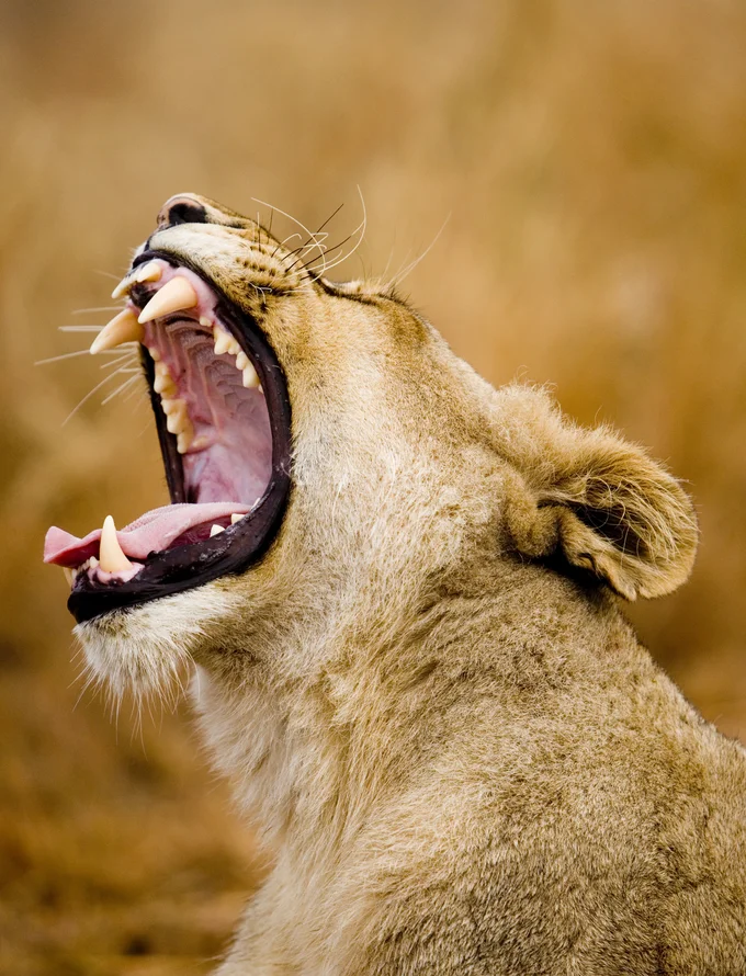 Lioness yawning in golden grass