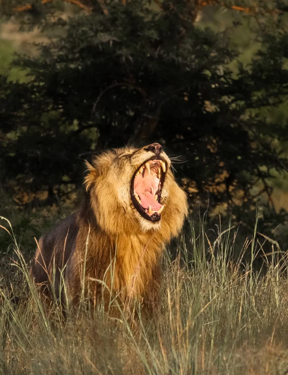 Lion at dawn