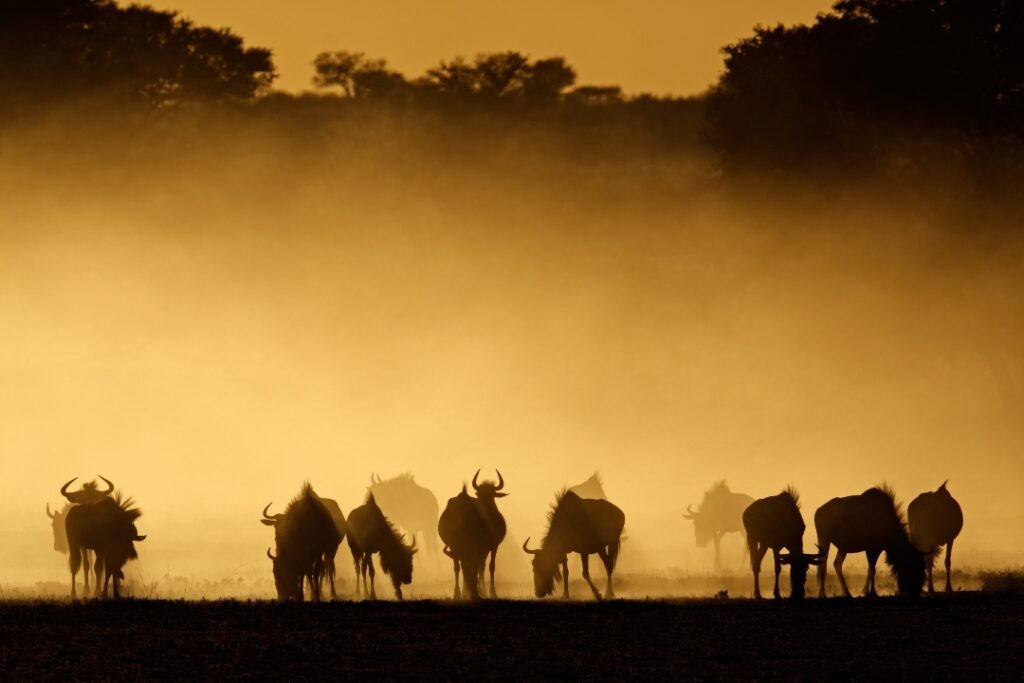 Wildebeest columns moving through the Serengeti
