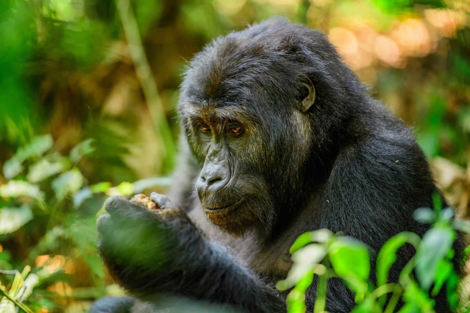 Mountain gorilla feeding in the forest, Mgahinga