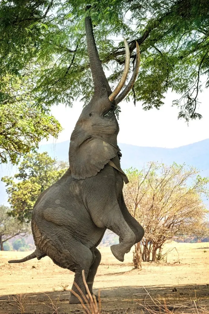 Bull elephant standing fully upright on its hind legs to reach high branches