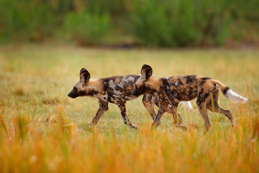 Pair of wild dogs crossing golden grassland