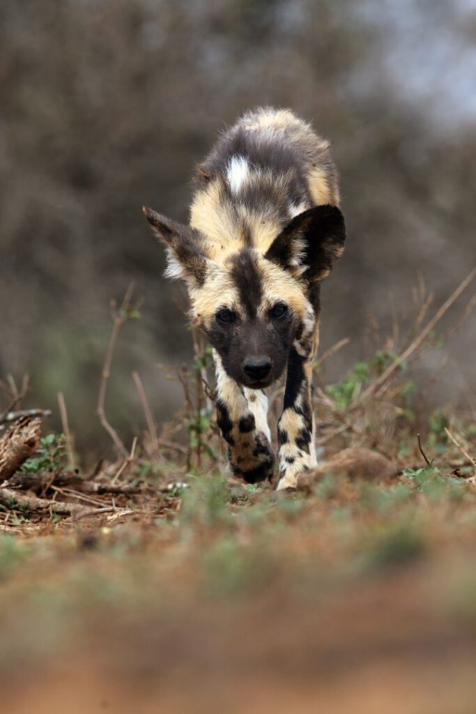 Wild dog walking head-on through dry scrub