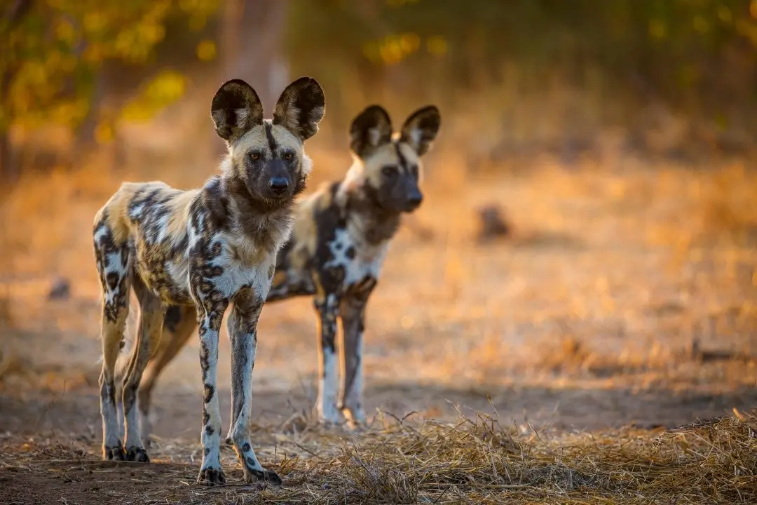 Where to see African Wild Dog