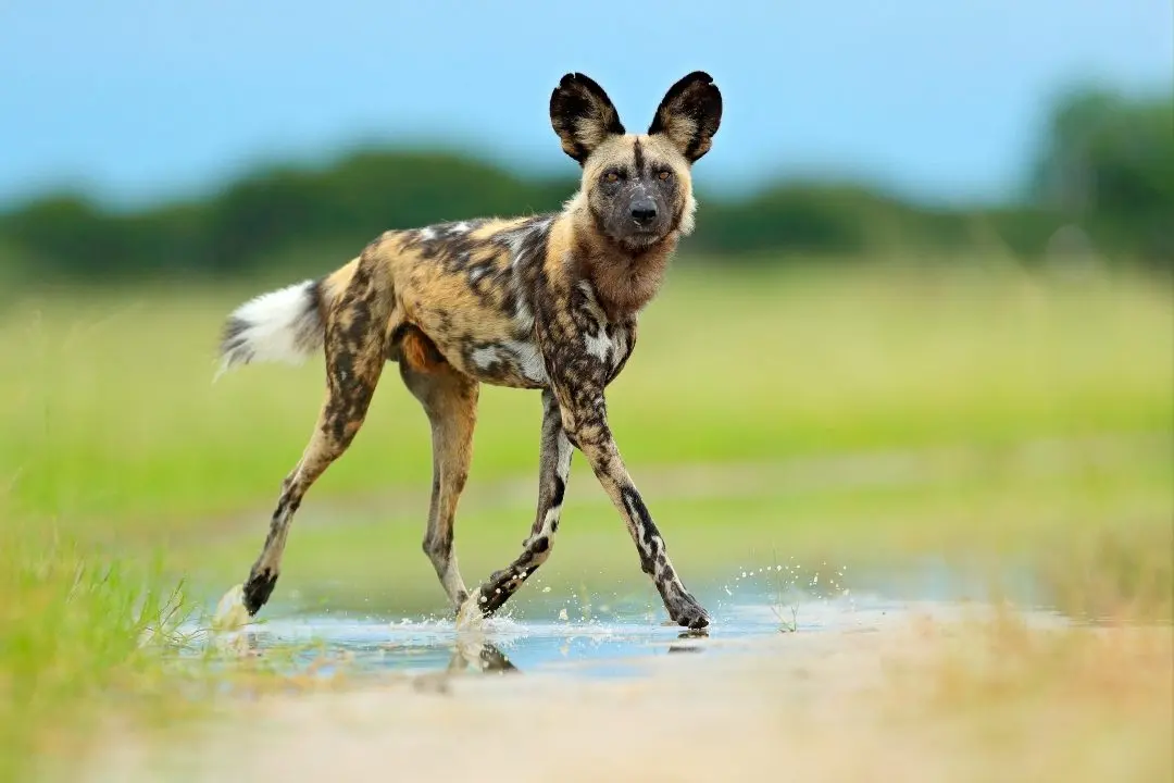 African wild dog stepping through shallow floodwater