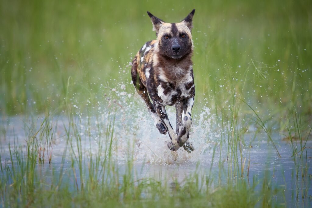 Wild dog running flat out through shallow water