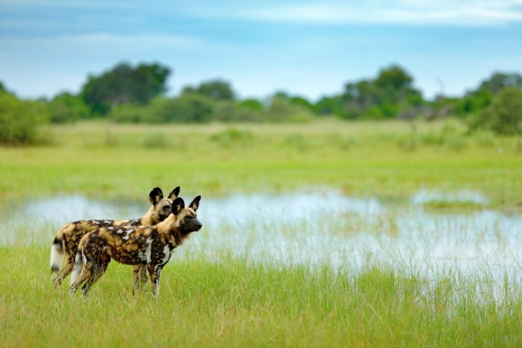 Two wild dogs alert on a green floodplain