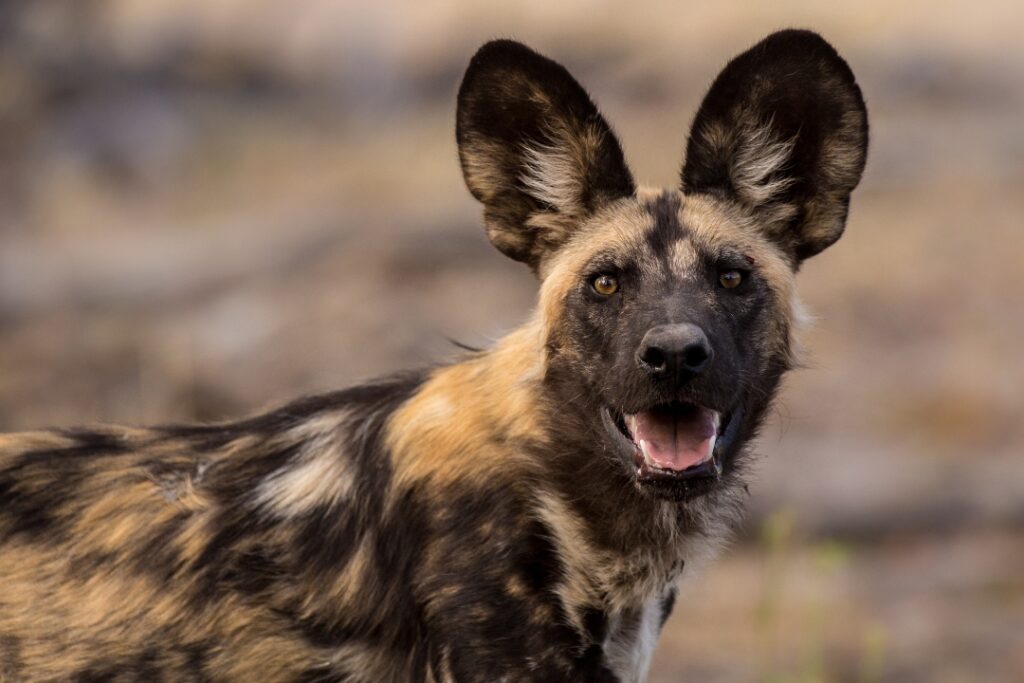 Close portrait of an African wild dog, ears raised