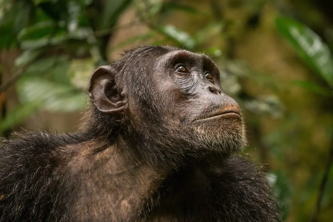Adult chimpanzee in profile looking up into the forest canopy