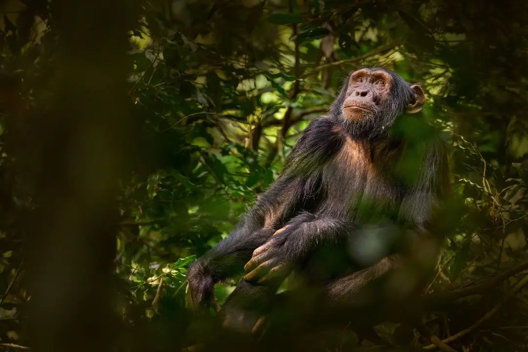 Where to see Chimpanzees