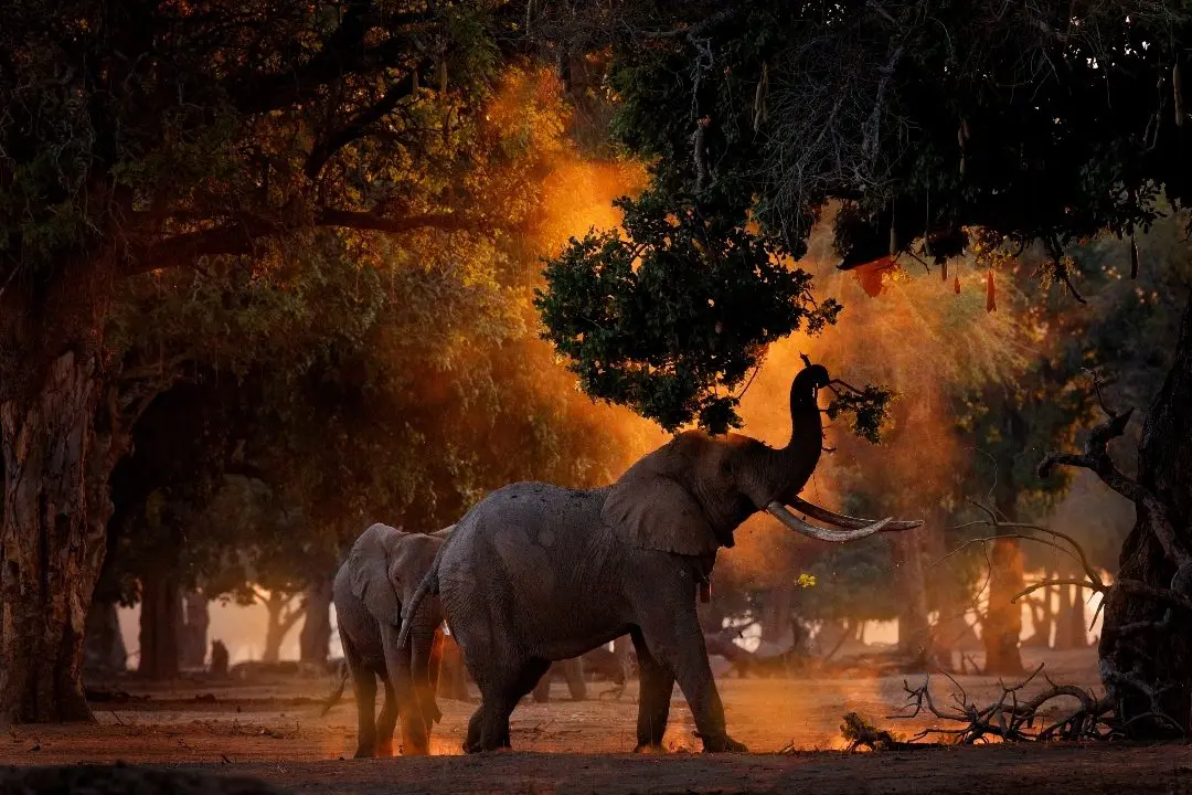 Elephants of Mana Pools
