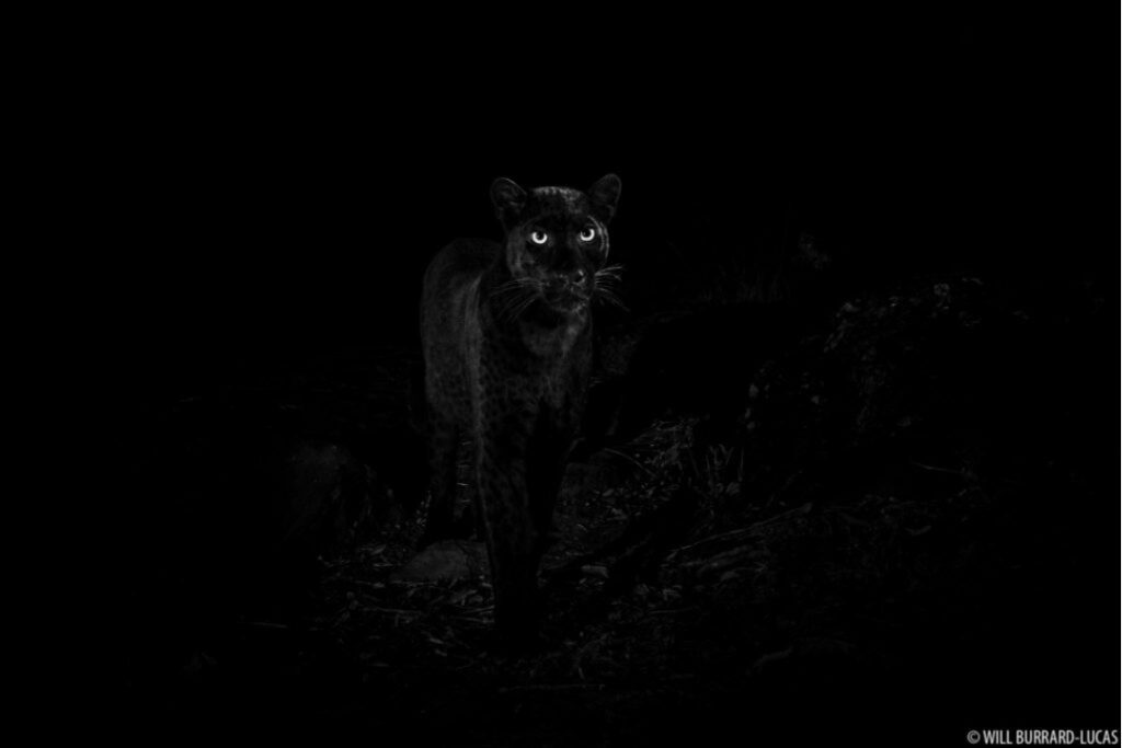 The black leopard of Laikipia at night, eyes catching the light