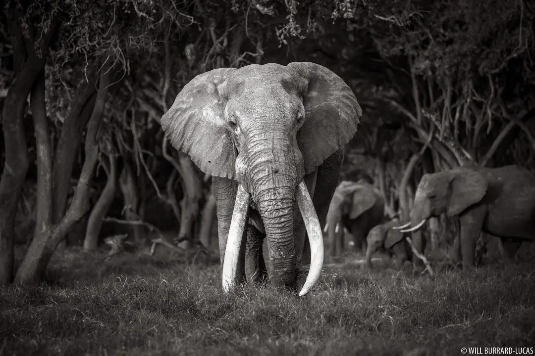 Black and white portrait of a big tusker elephant emerging from thick bush