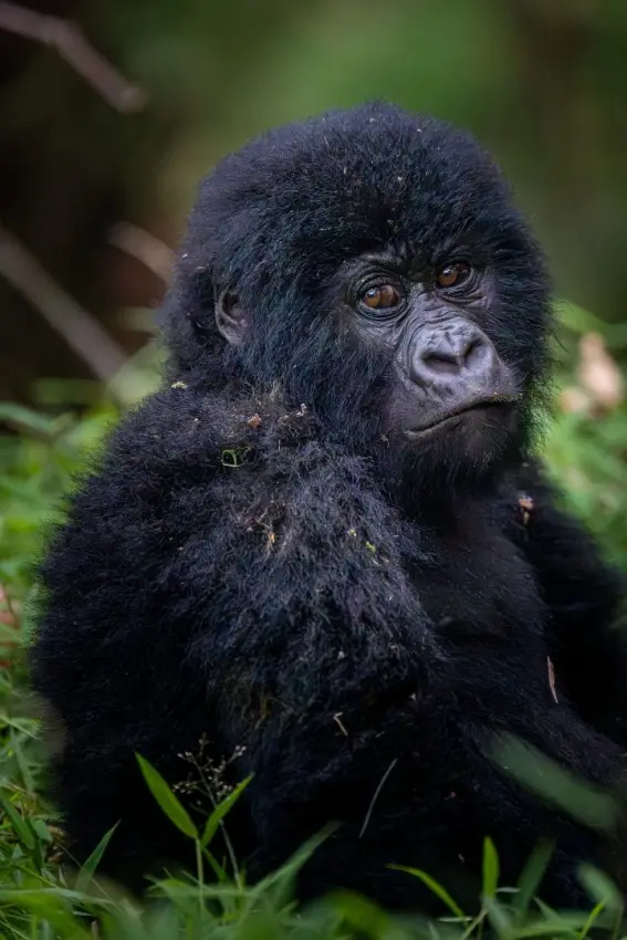Infant Mountain Gorilla, Mgahinga National Park, Uganda