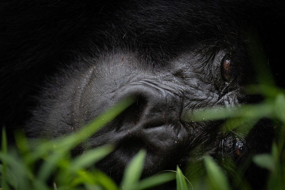 Mark, the silverback of the Nyakagezi gorilla group, Mgahinga National Park