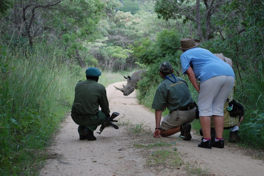 Trackers and guests kneeling on a track as a white rhino crosses ahead