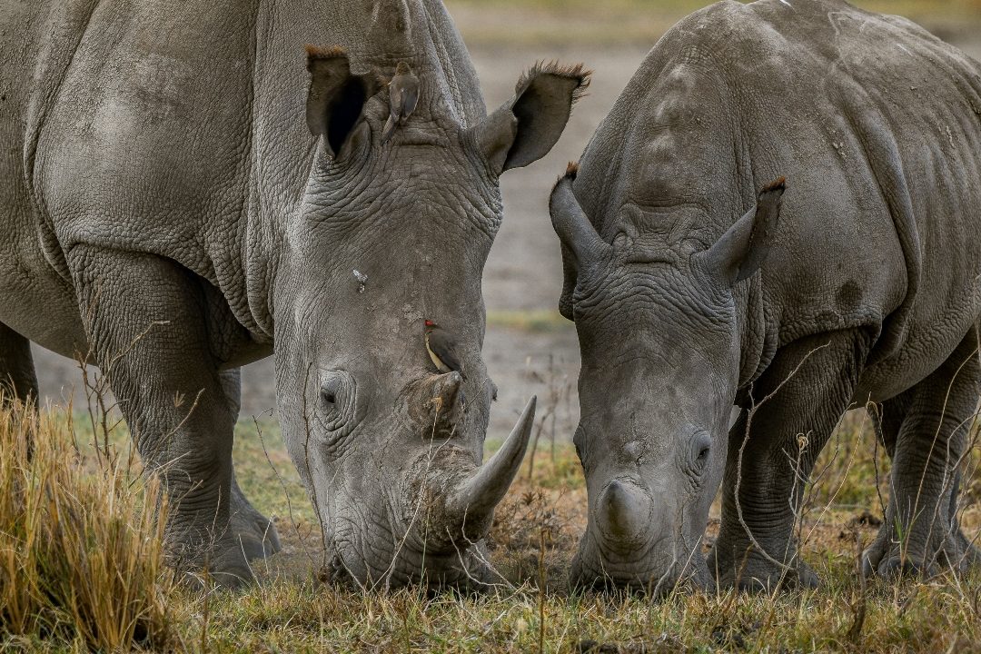 Three rhinos grazing shoulder to shoulder in dry grass