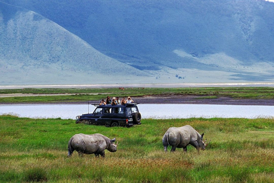 Two black rhinos grazing before a safari vehicle on the Ngorongoro Crater floor