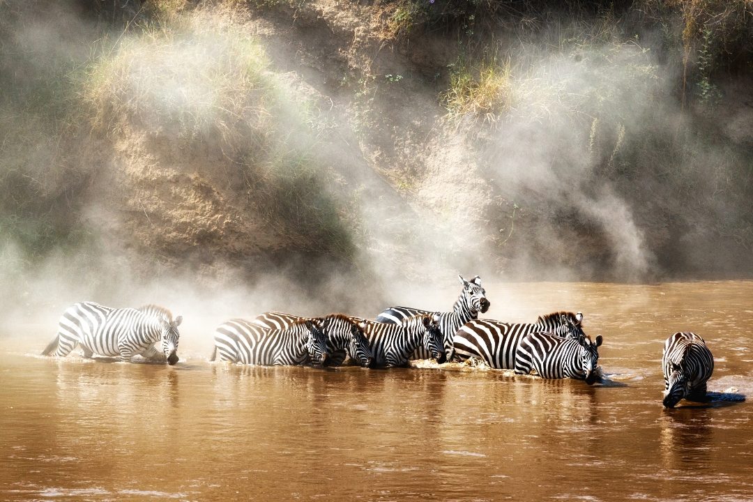 Zebra crossing a river through churned spray and dust