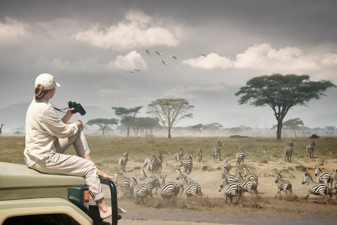Guest sitting on a vehicle bonnet watching zebra file past under a stormy sky