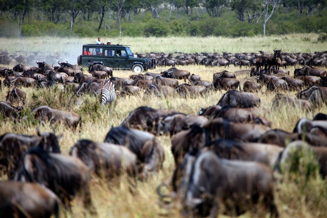 Safari vehicle engulfed by a wildebeest herd in long grass