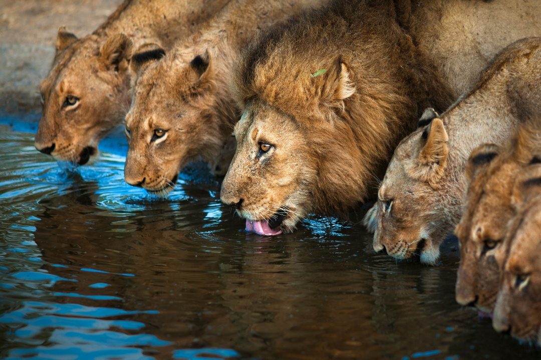 Five lions drinking shoulder to shoulder at the water&rsquo;s edge