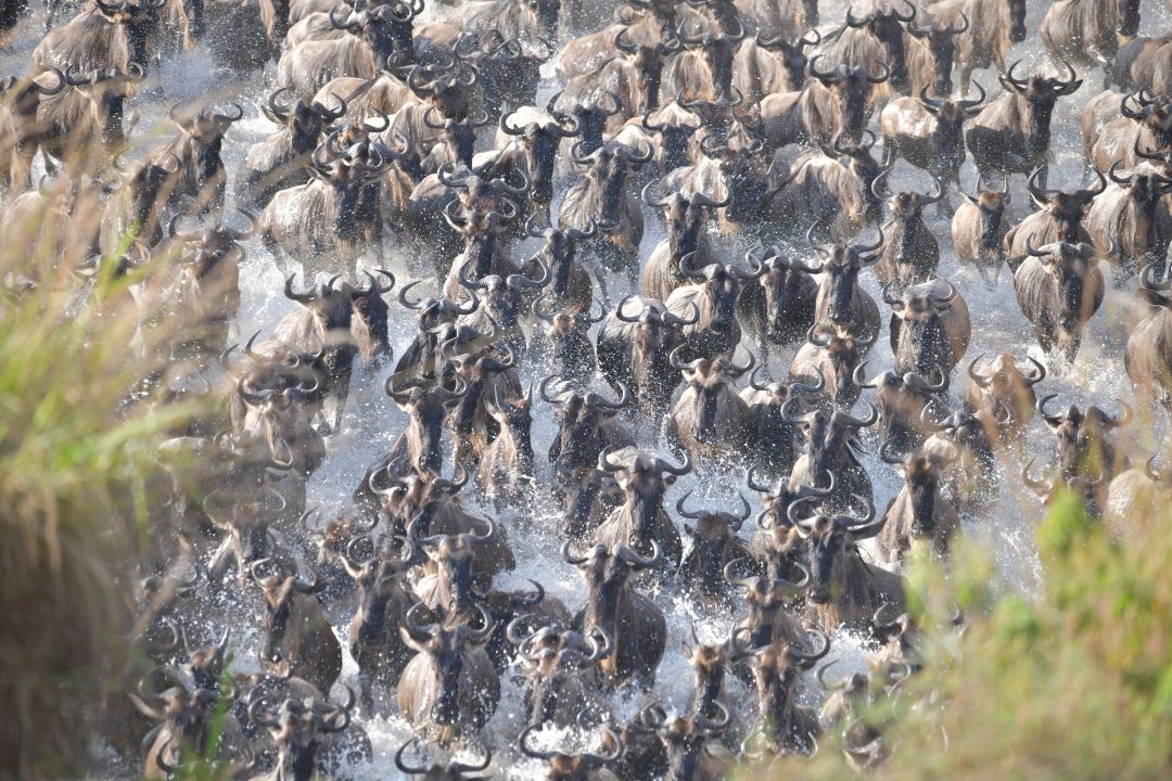 Aerial view of a wildebeest herd funnelling through a river crossing