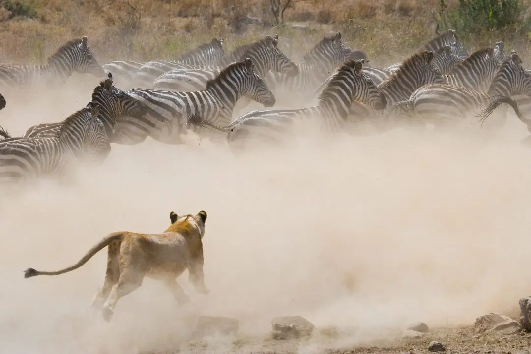 The Great Migration – In Solitude