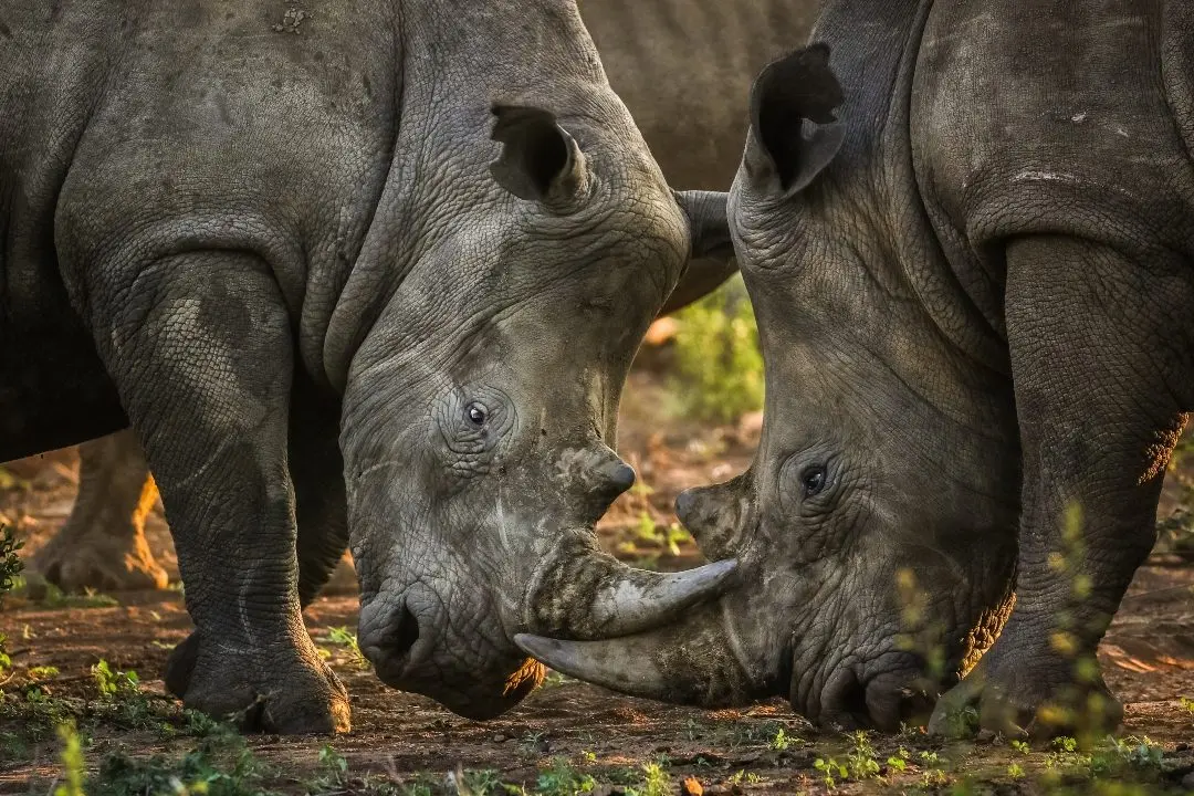 How to transport 70 rhinos across a continent