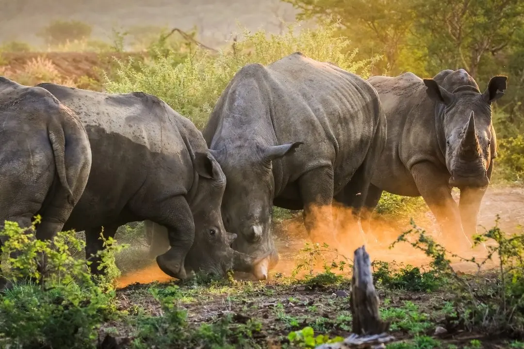White rhinos moving through golden dust at first light