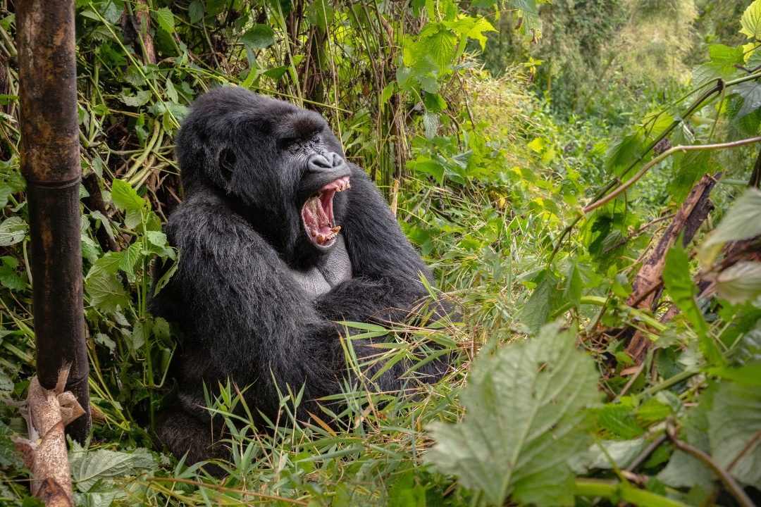 Silverback mid-yawn in dense green vegetation