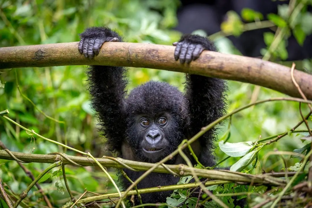 When to See Gorillas in Uganda