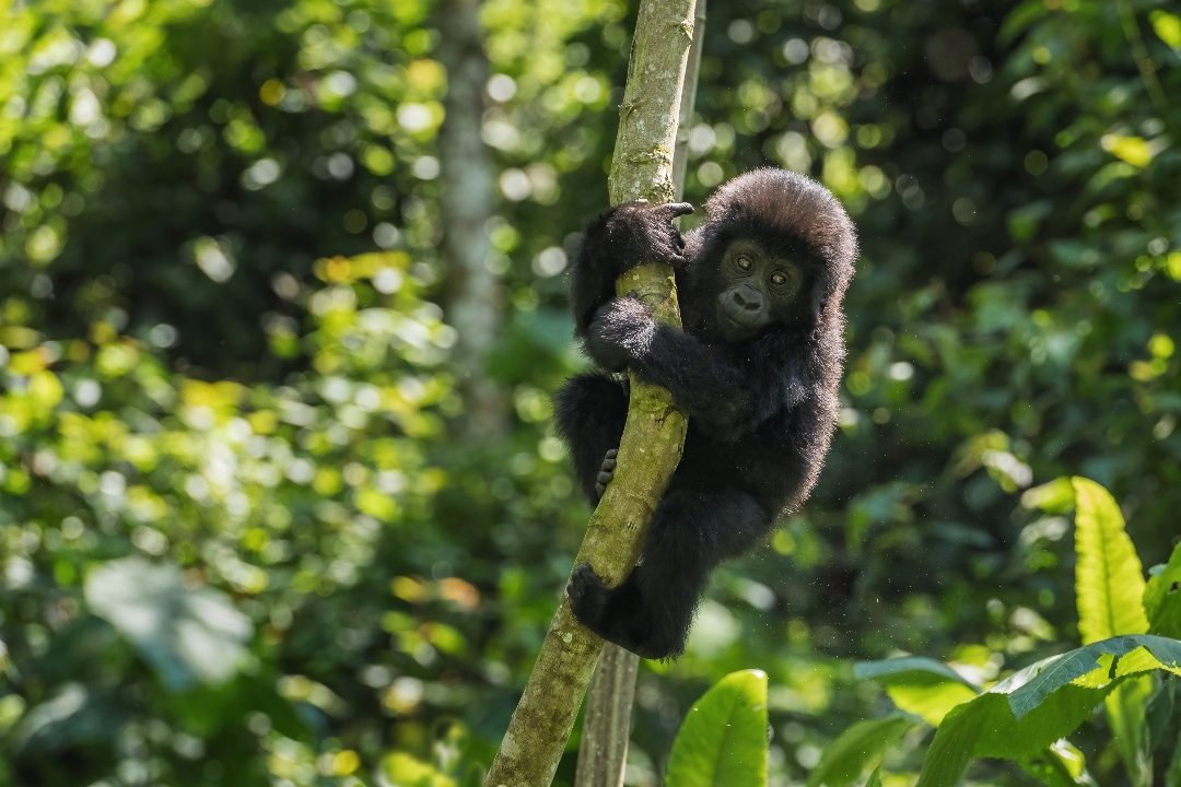 Infant gorilla clinging to a thin sapling in bright leaves