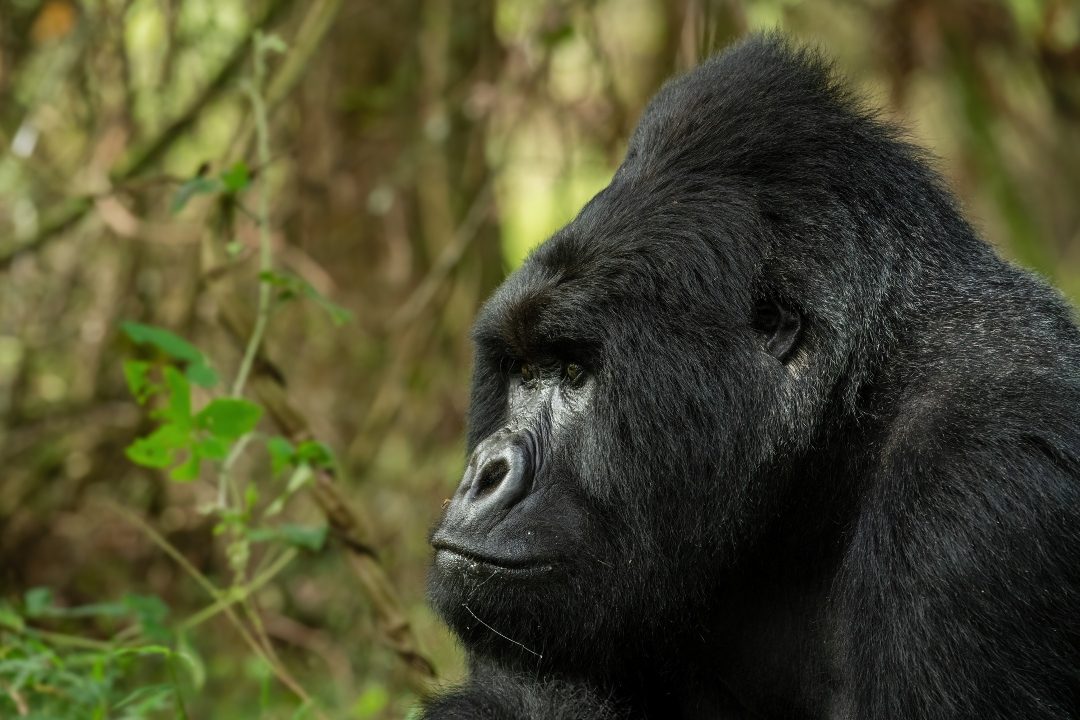 Silverback in profile against deep forest shadow
