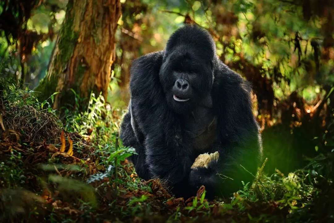 Mountain Gorillas Bwindi