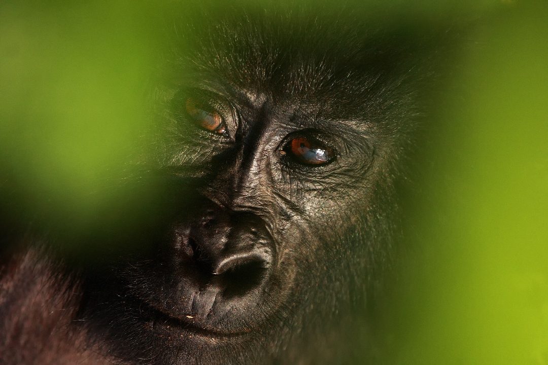 Close portrait of a gorilla&rsquo;s face in low forest light
