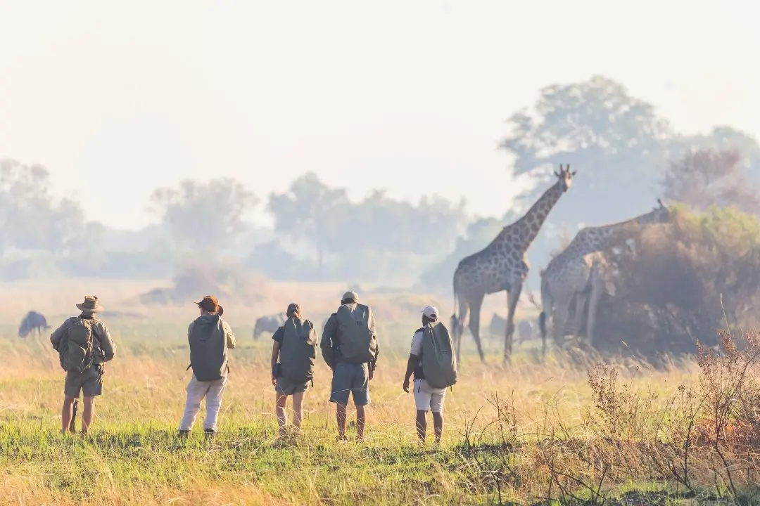 Guests on a walking safari watching giraffe on the open plains