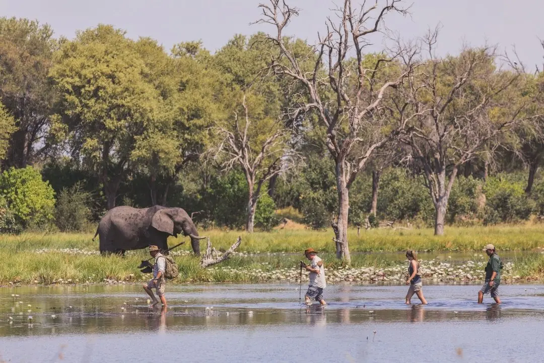 Are Walking Safaris in Africa Safe?
