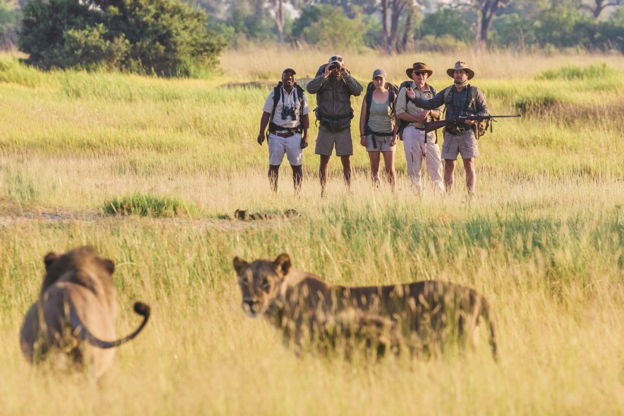Armed guides with tourists observing lions in grassland savanna
