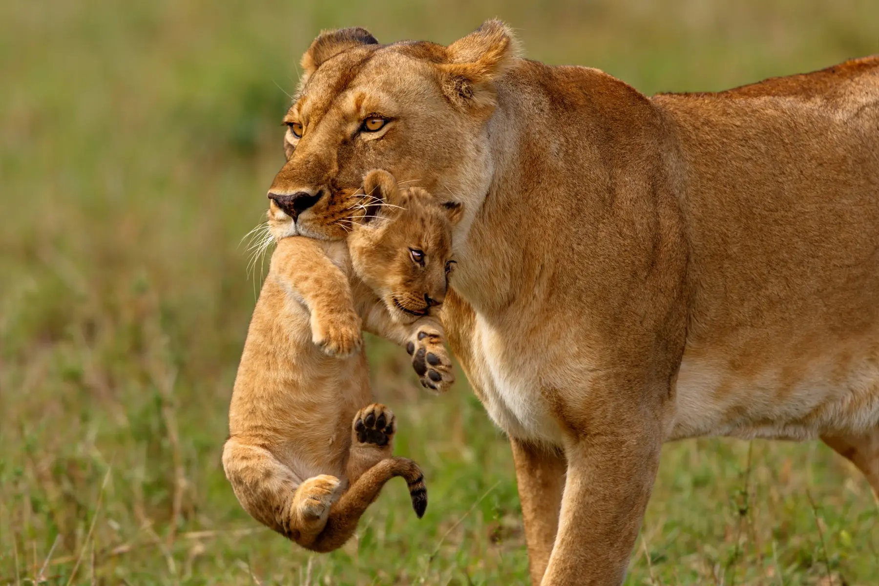 Lion and baby cub