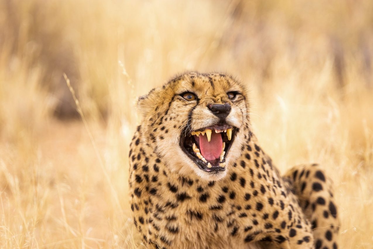 Cheetah snarling in golden Serengeti grass