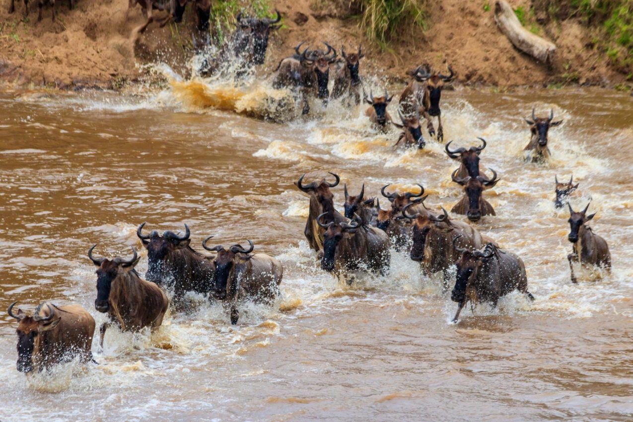 Wildebeest crossing the Mara River during the Great Migration