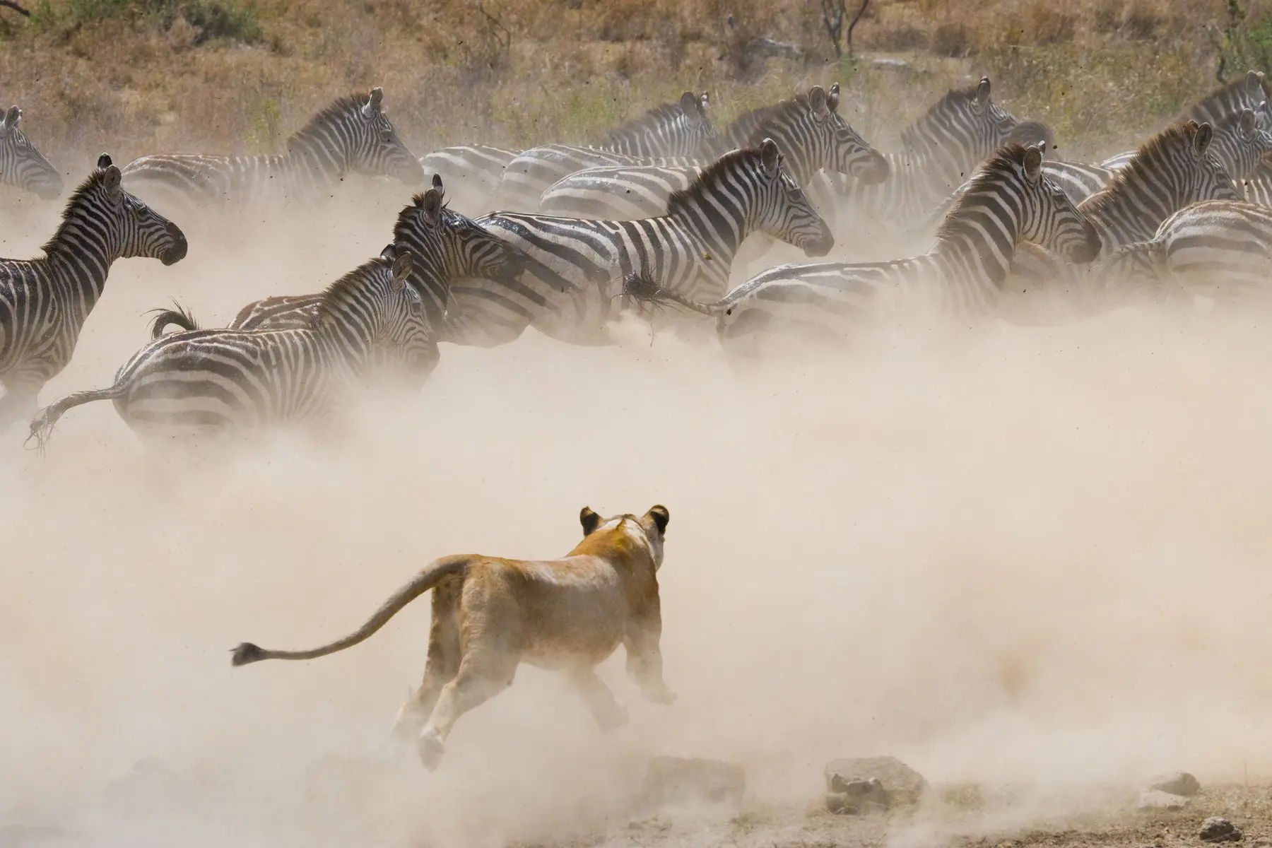 Lion chasing Zebra during Tanzania Great Migration