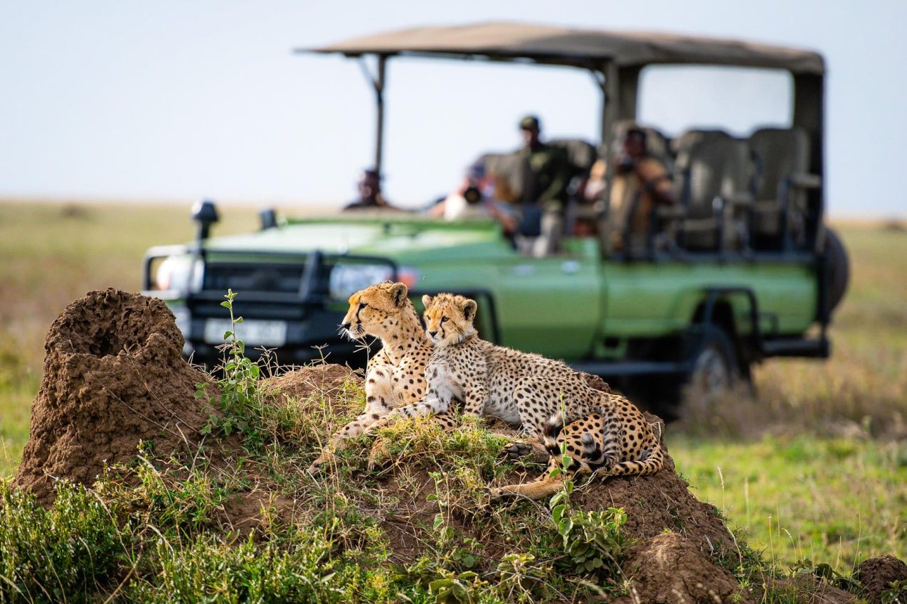 Two cheetahs on a termite mound beside a game-drive vehicle at Olmara